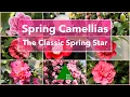 Download Lagu Spring Flowering Camellias - The Classic Star of the Spring Garden
