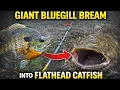 How To Turn Giant Bluegill Bream Into Flathead Catfish Fishing These Bank Poles