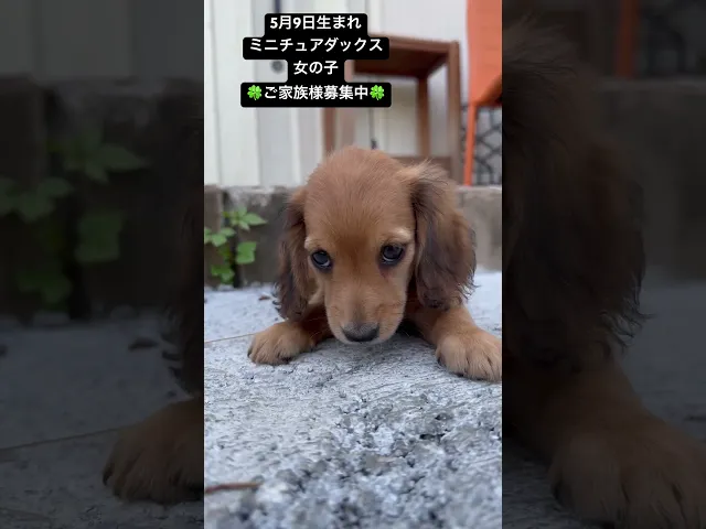 動画