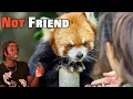 The Red Panda Problem Not Being Talked About Enough
