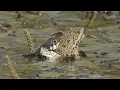 Download Lagu Big grass snake catching a frog / Culebra de collar grande atrapando una rana