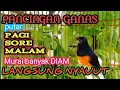 Suara KRETEKAN MURAI GACOR BIKIN MURAI LAIN DENGAR NAIK EMOSI DAN BIRAHI MURAI JANTAN! MASTER JUARA