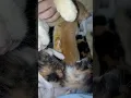 Download Lagu cute mama cat😻😻😻#cat#garfield #kitten#pets#viral#shorts#meow#funnycats#gingercat