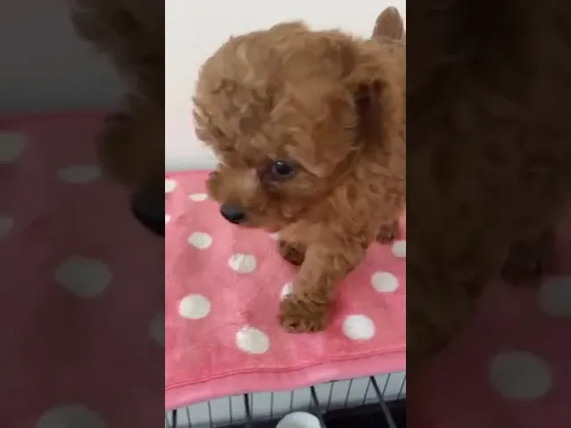 動画