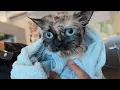 Download Lagu Kitty's Silky Smooth Coat