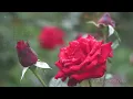 ★君は薔薇より美しい 音波 幸成（布施 明）V２　"Kimi wa bara yori utsukushii" Otoba Yukinari (Fu se Akira)
