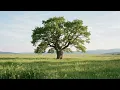 Old Tree in a Quiet Meadow  ( Peaceful Nature Sounds & Gentle Wind )