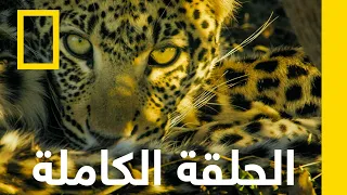 السيطرة | المملكة المتوحشة | ناشونال جيوغرافيك أبوظبي
