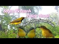 Download Lagu Suara Ribut Sogon Beranak