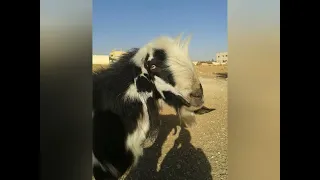 أغنية عشرة أغنام في المرعى      دندنها