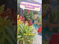 Download Lagu Bocah SD Pacaran? Berhenti #shorts #fypシ #funny #pacaran #feedshorts