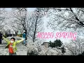 Download Lagu HELLO SPRING! HELLO CHERRY BLOSSOM! #벗꽃