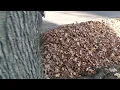 Lehigh Valley Leaf Collection Ep 3 Bethlehem PA