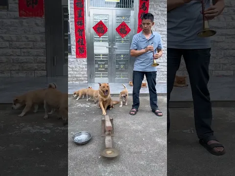 this dog is very kind hearted #shortsvideo