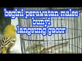 Download Lagu cara merawat burung cipoh/sirtu macet langsung bunyi lagi