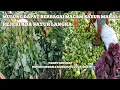 Download Lagu Mulung berbagai macam sayur mahal‼️alhamdulilah rejeki dapat sayur langka#mariles #mulung 