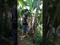 Download Lagu kagok wae mang ah sugan fyp atu🤣
