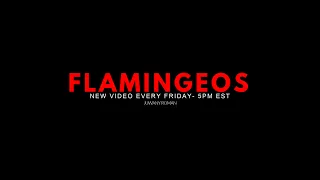 Flamingeos LIVE stream!