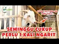 Download Lagu Begini Cara Membuat Silase untuk Pakan Ternak - Cara Cerdas Beternak| UPLAND Project