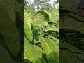 Lagu cara merawat tanaman tembakau  agar berdaun lebar dan berbobot