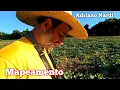 Download Lagu Mapeando uma área de porongo. Falando como ficou o preço do leite.