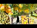 Download Lagu The Amazing Secrets of Nomadic Life and Wild Harvesting | Pomegranates, Peaches, and Mountain Figs