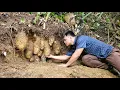 CEO Trieu Kha goes into the forest to harvest wild potatoes to earn extra income.