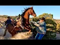 Download Lagu Desert Cattle Drive on Untrained Horses!