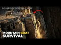 Download Lagu Extreme Mountain Goat Survival: Cliff Climbs, Birth \u0026 Harsh Weather 🐐⛰️