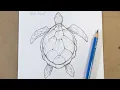 How to Draw a Sea Turtle Step by Step Pencil Drawing