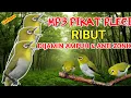 Download Lagu SUARA PIKAT PLECI RIBUT PALING AMPUH