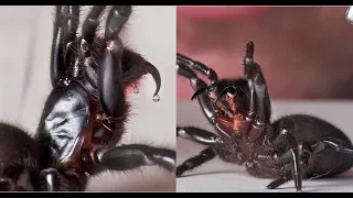 Funnel web spider colonies