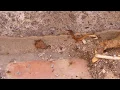 The cockroach can no longer walk