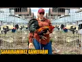 Download Lagu Popeye Greys Albany And Sweater Leiper Kelso | SARAIRAMIREZ GAMEFARM