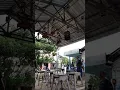 Download Lagu gantang prenjak merah bahan... pejuang ngalun..