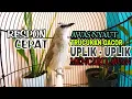 Trucukan Gacor Uplik Uplik Tajam Mencari Lawan Ampuh Menjadikan Burung Trucuk Gacor Nyaut Seketika