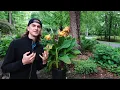 CANNA LILY Care - How to Grow Cannas for Months of Flowers