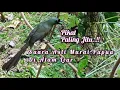 Suara Pikat Murai Papua Paling Jitu