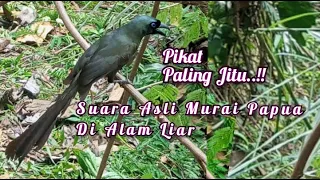 suara pikat murai papua paling jitu