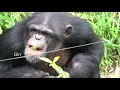 Download Lagu Sep 2019 Tama zoo chimps #3
