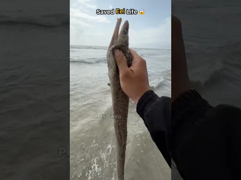 Wow! Sea eel Safely Rescued & Released 😢