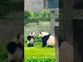 Download Lagu Pandas Play Like Humans Do! 😂🐼