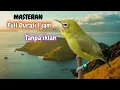 Download Lagu Masteran pleci Mantab durasi 1jam Tanpa iklan l Pancingan BURUNG PLECI FULL 1JAM NONSTOP TANPA IKLAN