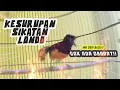Download Lagu Murai Batu GaCOR kesurupan nembak SIKATAN LONDO, Gak Ada Obat