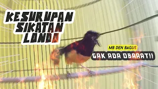 murai batu gacor kesurupan nembak sikatan londo gak ada obat