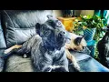 The truth about the Merle Cane Corso