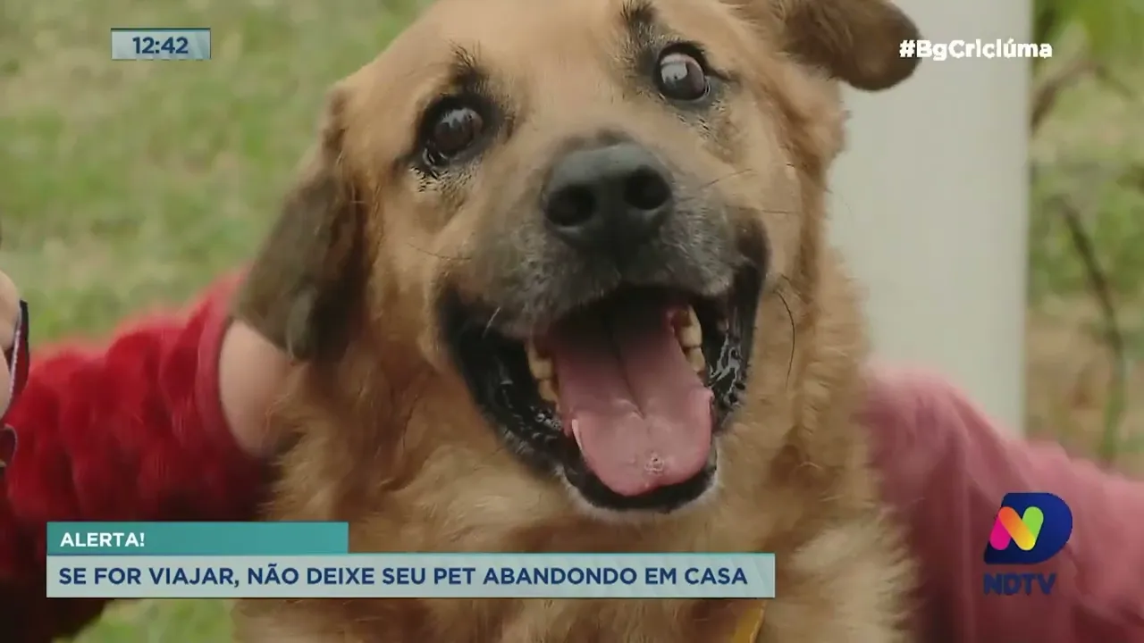 Pets abandonados em casa podem representar crime de maus-tratos