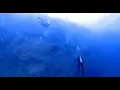 Download Lagu shark attack at marsa Alam .