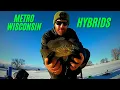 Pounding Wisconsin Metro Hybrids 50 Fish Day