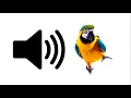 Download Lagu Burung beo - Efek suara | ProSounds